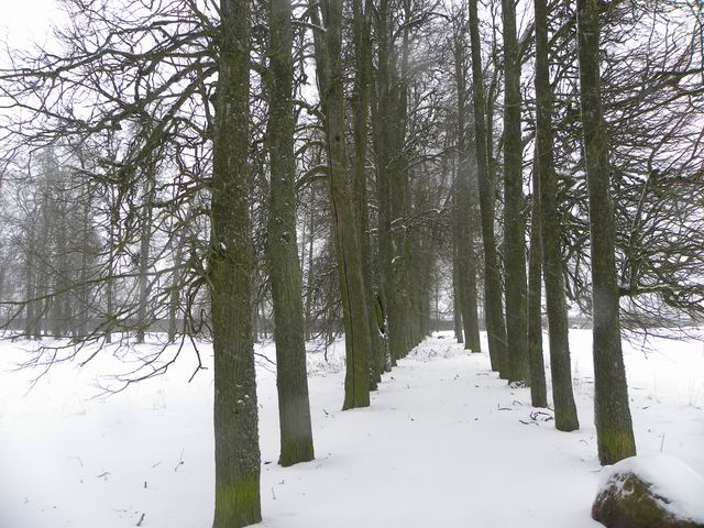 Аллея усадебного парка Усадьба Батово